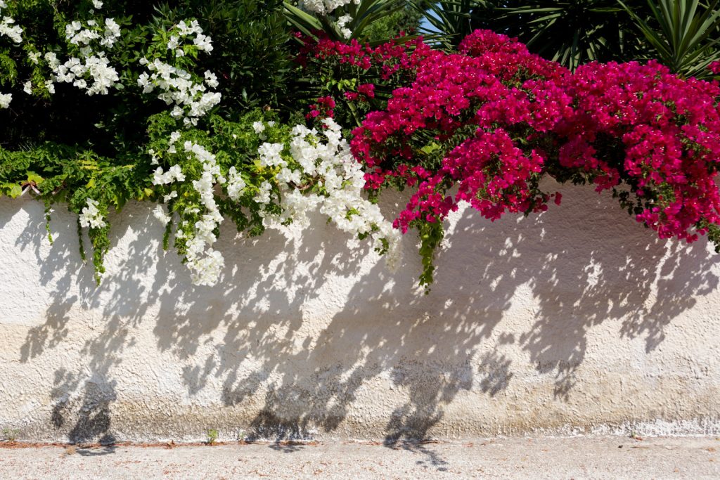 Bougainvillea Two Tone 02
