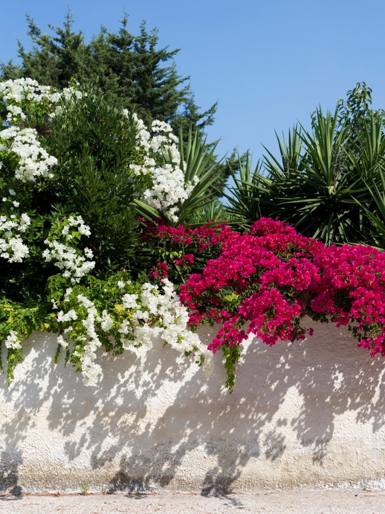 Bougainvillea Two Tone