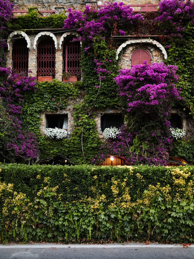 Paraggi Bougainvillea