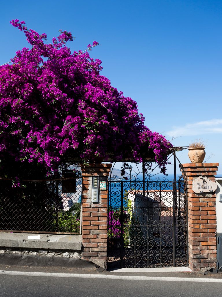 Taomina Bougainvillea